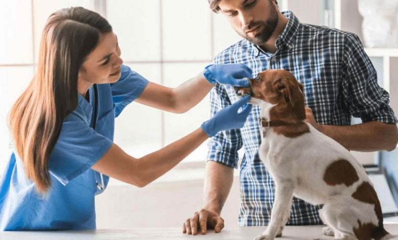Reliable Care at 24 Hour Vet Hong Kong