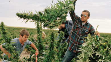 The Green Revolution in Modern Dispensary Cannabis