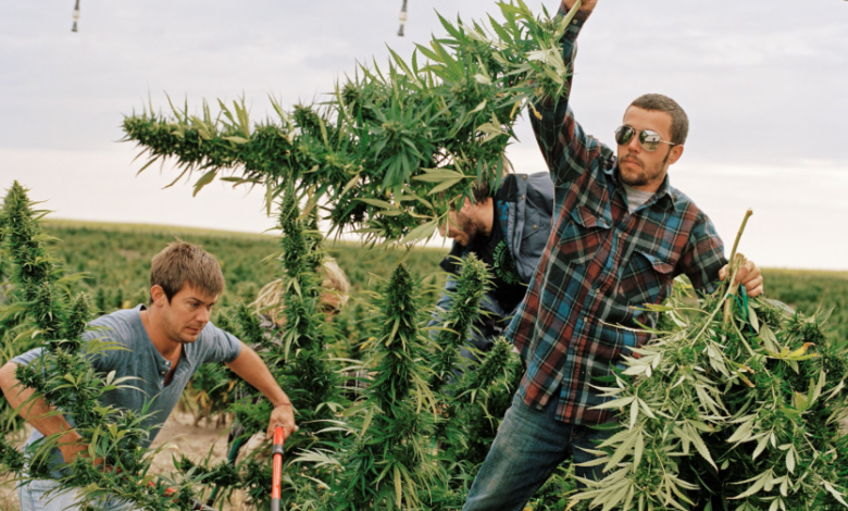 The Green Revolution in Modern Dispensary Cannabis